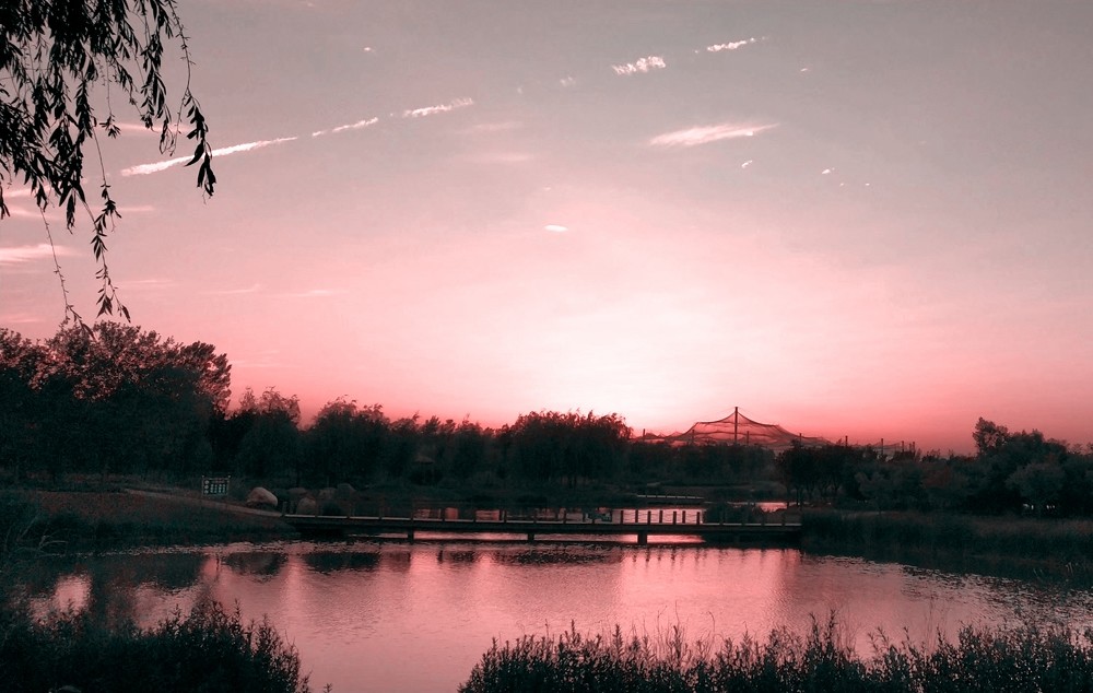 戈博|《小鹿斑比》与众不同的戈博，不适应丛林生活规律，危险迟早要来