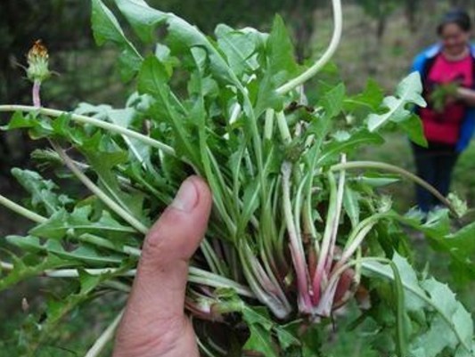 晨起口苦,口臭,或是上火了!提醒:春季常吃4种野菜,帮你降火