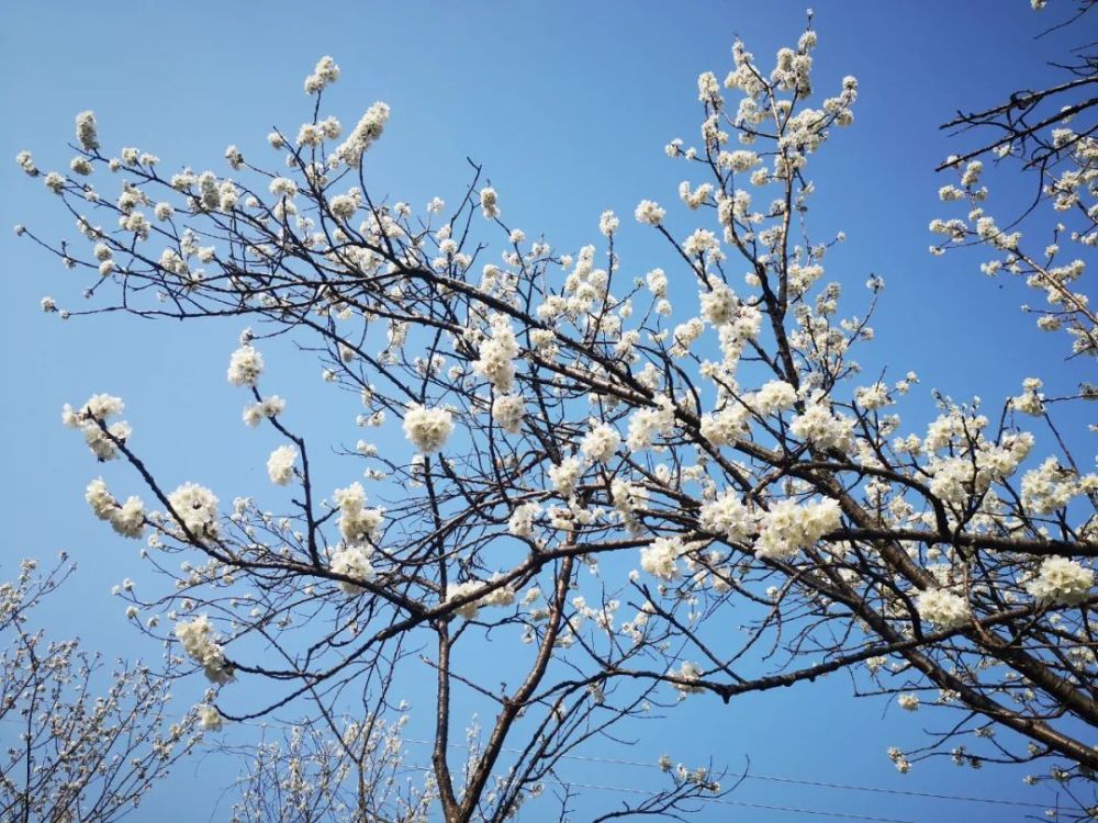 新春赏花早春第一花蒲江万亩樱桃花等你来