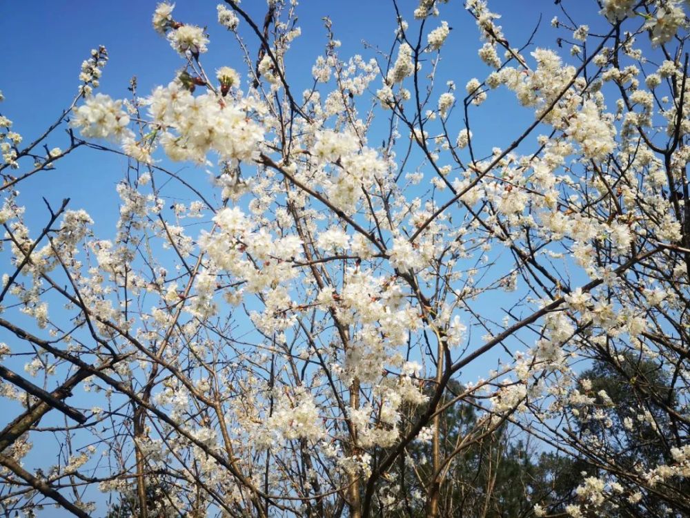 新春赏花早春第一花蒲江万亩樱桃花等你来