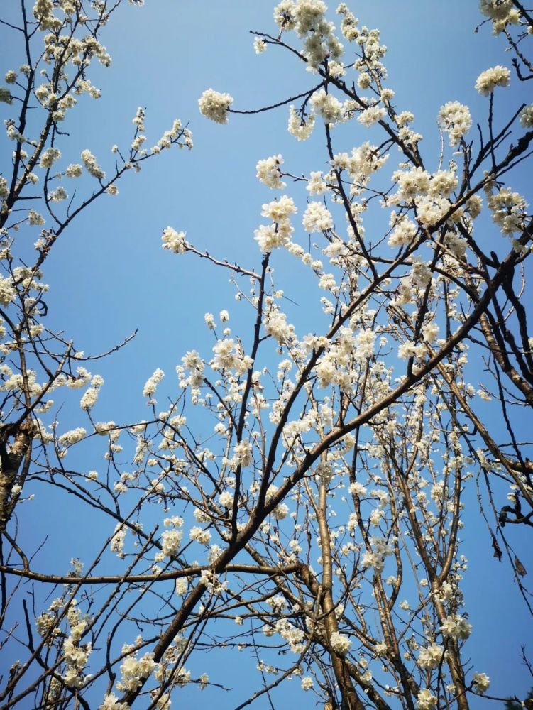 新春赏花早春第一花蒲江万亩樱桃花等你来