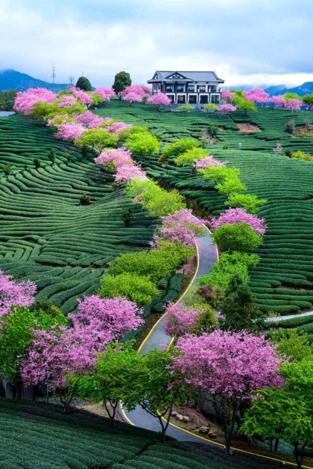 红花绿草风景背景图片