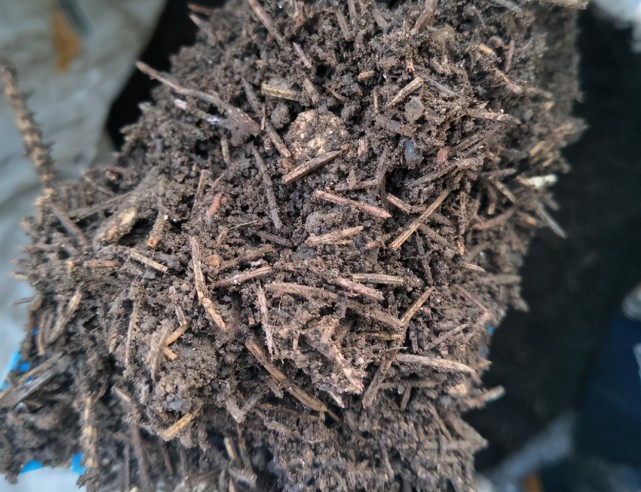 松针土是养花万能土,但是别乱用,不同状态的松针,要区别对待