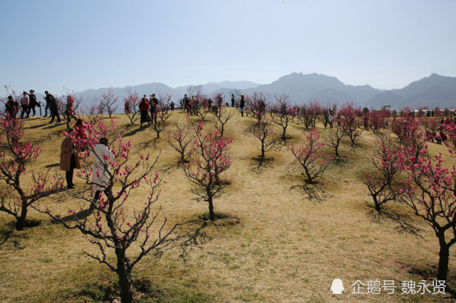 西安最大的梅园在唐村,终南山下三千株梅花盛开,灿若云霞