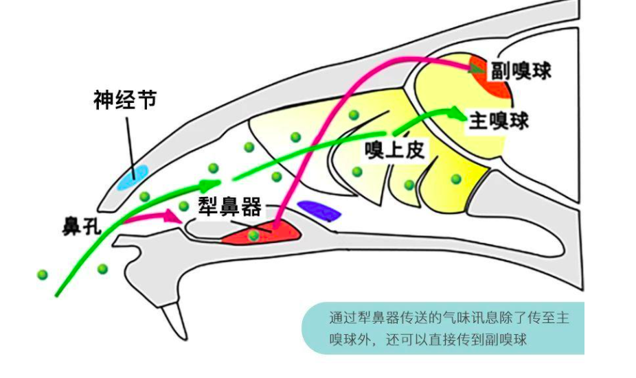 网纹蟒|世界上最长的蛇，网纹蟒屡屡吞食人类，人蛇矛盾为何激化？