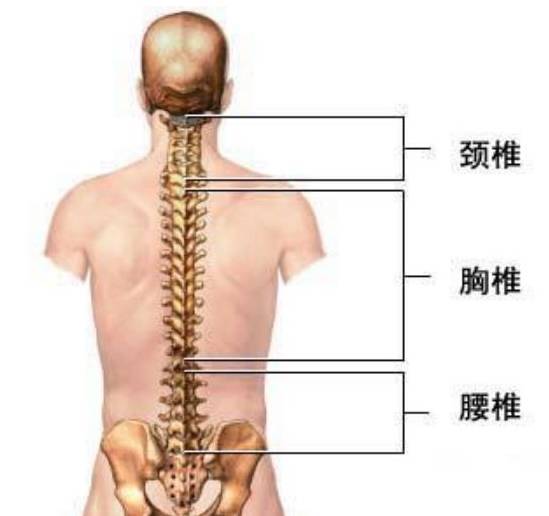 腰曲,胸曲,颈曲都是怎么变平的?