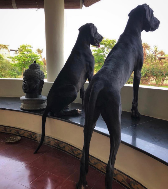 狗界大长腿:这6种狗狗的腿又细又长,"腿精"无疑了