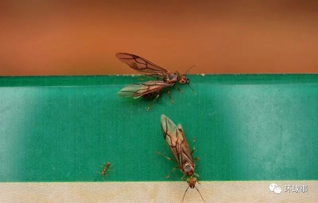 中国本土最凶的蚂蚁之一黄猄蚁所到之处只虫不留外表似红火蚁