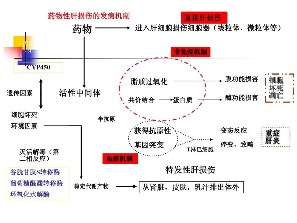 bcs 1类3类药物_水溶性他汀类药物有哪些_他汀药物不良反应