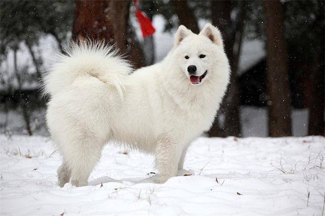 铲屎官用冰块试探萨摩耶是否怕冷结果演变成大狗吃播现场