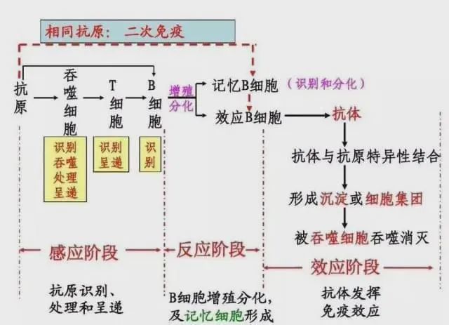 乙肝|肝脏是首道防线，深入探索先天应答，可能有助开发乙肝新化合物