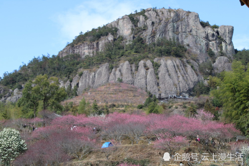 来温州永嘉梅岙梅园赏梅吧美好浪漫幸福感在这里汇集迸发