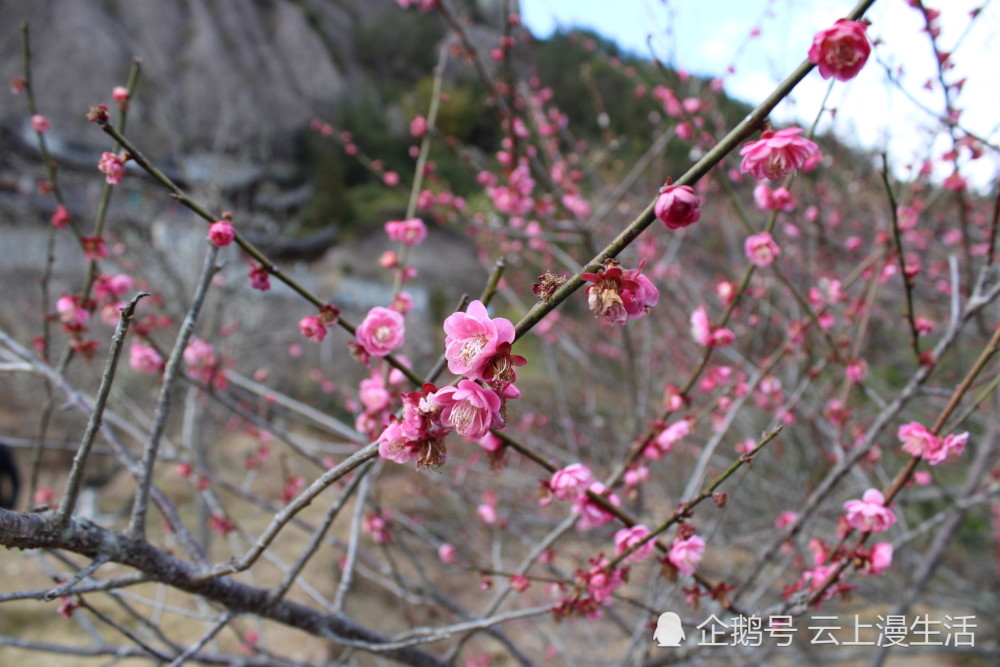 来温州永嘉梅岙梅园赏梅吧美好浪漫幸福感在这里汇集迸发