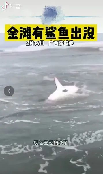 东兴金滩惊现鲨鱼?官方辟谣:假的!