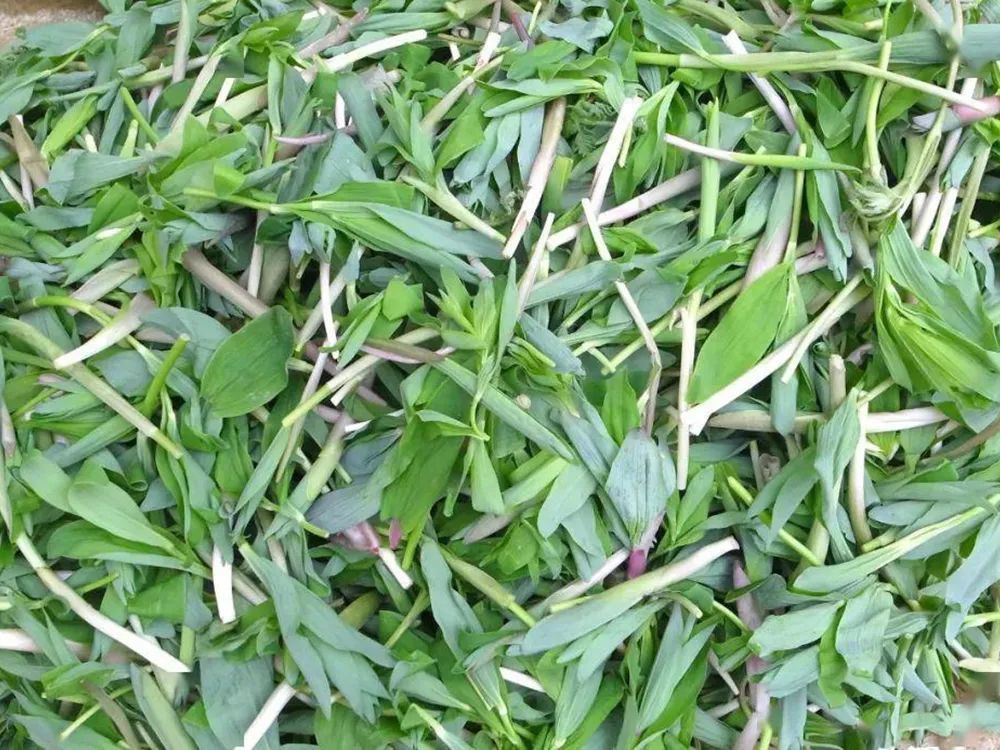 这种石头缝的野菜春天满山找蒸包子是一绝好吃到忘不了