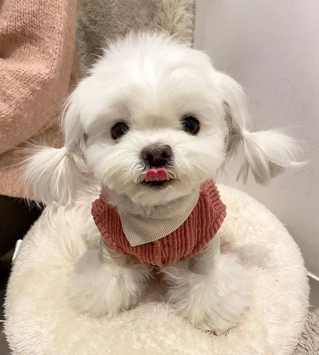 马尔济斯到底是什么神仙狗子没有人能抵挡住的可爱颜值