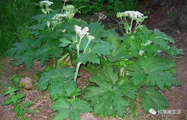 针管笔百味草药香之七