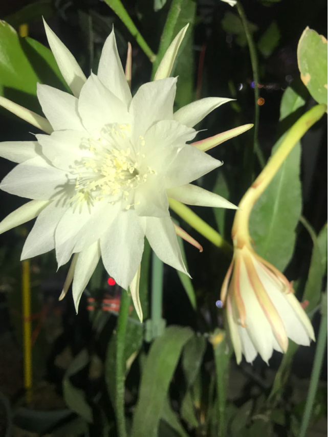 花友们家里要是养了昙花,可以注意下,看看他是不是晚上8-9点左右的