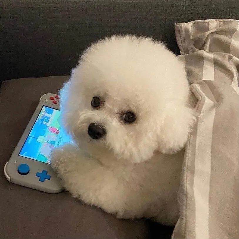 可爱萌宠微信头像 白白胖胖充满希望 小孩乖乖惹人喜爱