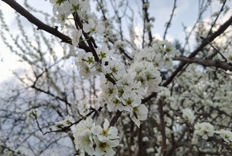 桃李花开满园春最是一年好风景 腾讯新闻