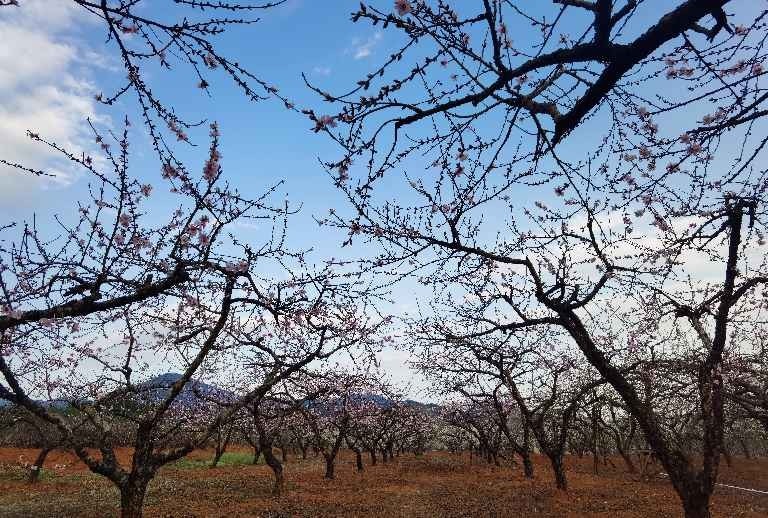 桃李花开满园春最是一年好风景
