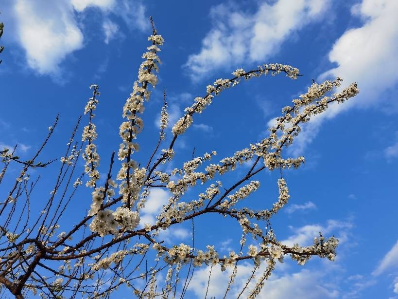 桃李花开满园春最是一年好风景 腾讯新闻