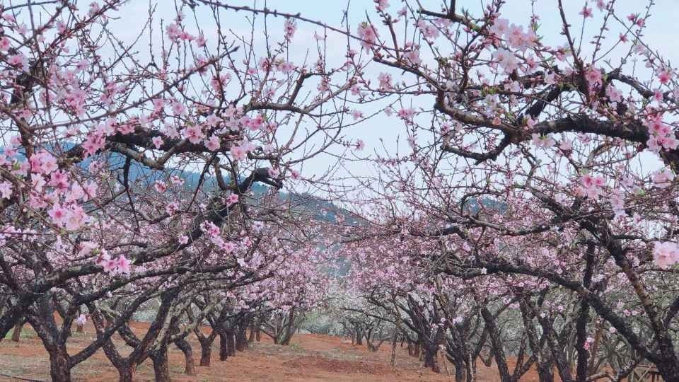 桃李花开满园春最是一年好风景