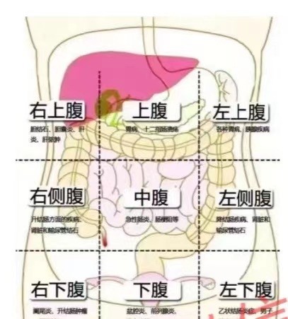 结肠在肚脐眼位置图片