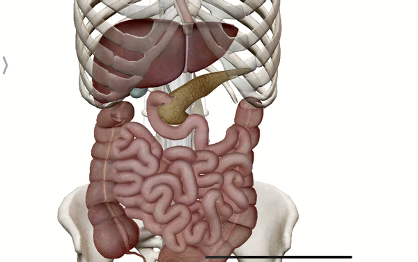 腺体,内部有一个长长的管道通向通向十二指肠,是人体内第二大消化腺