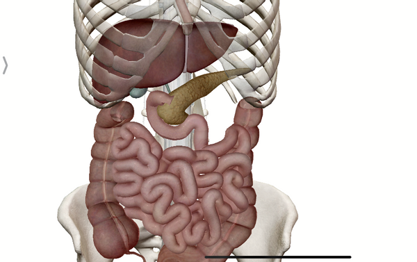 是人體內第二大消化腺,由內分泌部和外分泌部兩部分組成,所以呀有內
