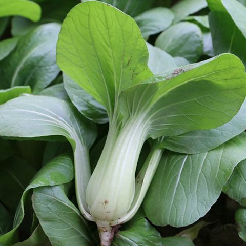 蔬菜|这几种蔬菜的补钙功力堪比牛奶