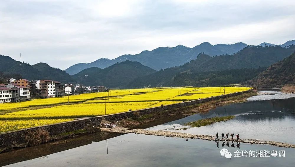 动态展示 - 最美乡村:沅陵荔溪油菜花开正当时,农夫山泉有点儿田