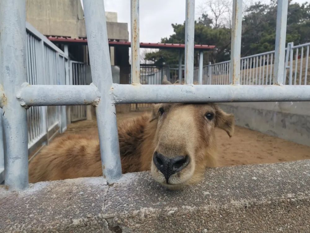 牛年探牛牛牪犇动物园里萌牛贺岁牛年春节处处牛