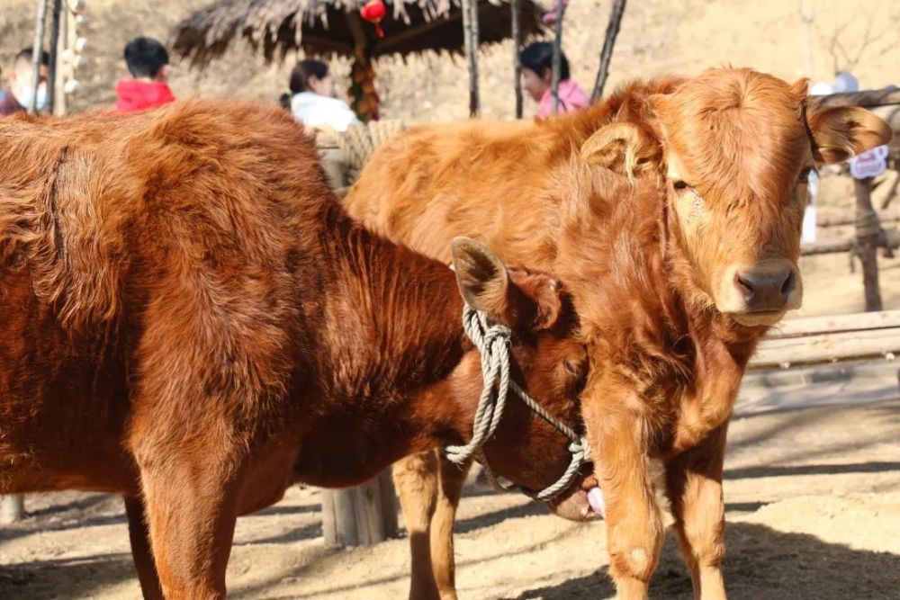 牛年探牛牛牪犇动物园里萌牛贺岁牛年春节处处牛