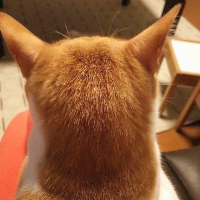 小猫猫摸摸头