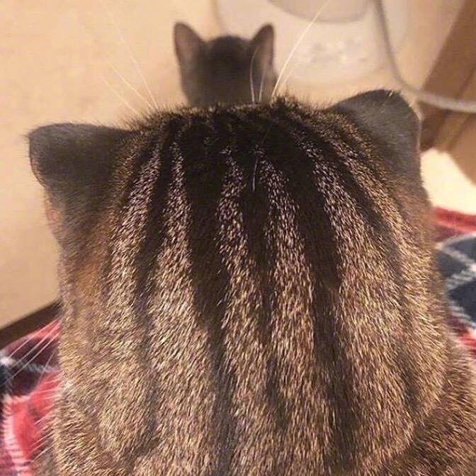 小猫猫摸摸头
