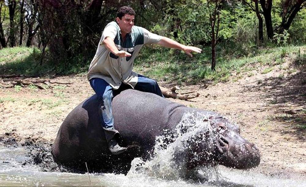 河马|一个有50厘米犬牙，一个有90厘米尖角，河马战犀牛谁胜率大？