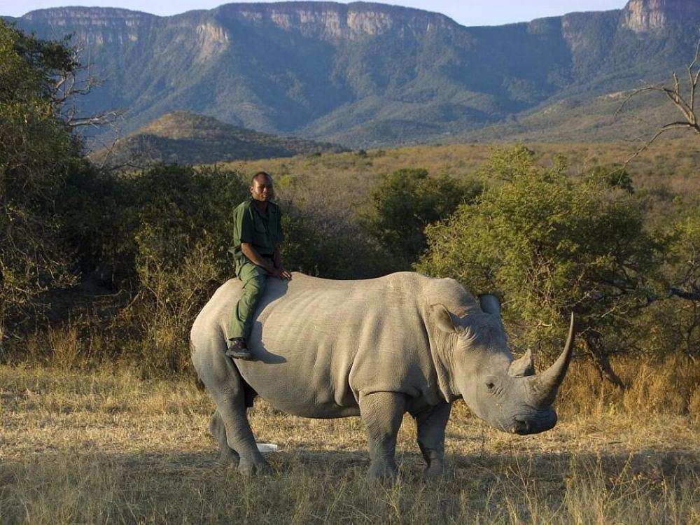河马|一个有50厘米犬牙，一个有90厘米尖角，河马战犀牛谁胜率大？