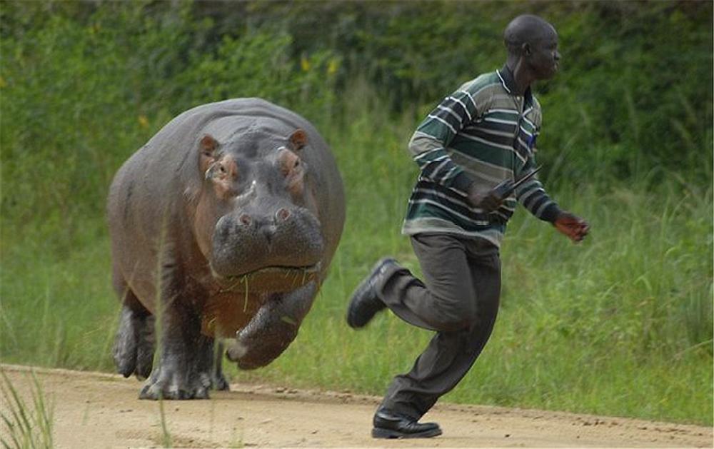 河马|一个有50厘米犬牙，一个有90厘米尖角，河马战犀牛谁胜率大？