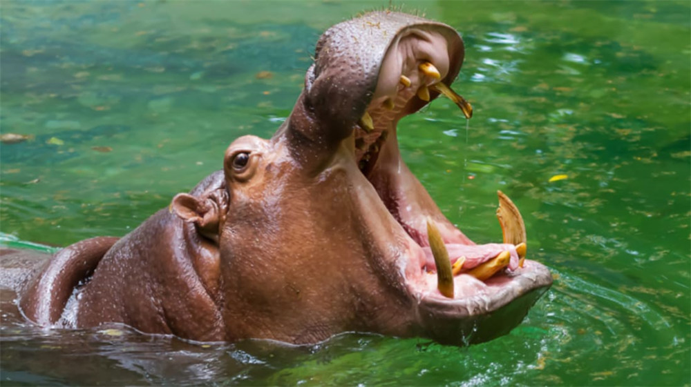 河马|一个有50厘米犬牙，一个有90厘米尖角，河马战犀牛谁胜率大？