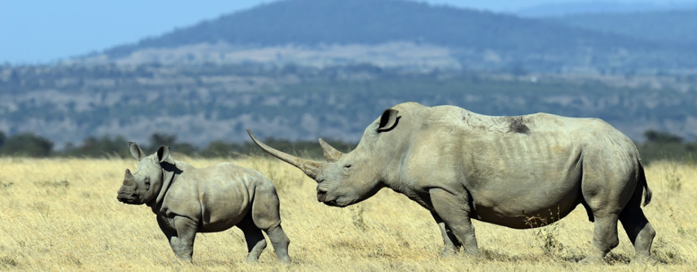 河马|一个有50厘米犬牙，一个有90厘米尖角，河马战犀牛谁胜率大？