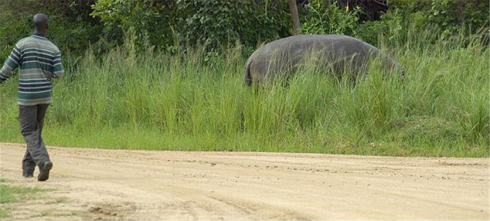 河马|一个有50厘米犬牙，一个有90厘米尖角，河马战犀牛谁胜率大？
