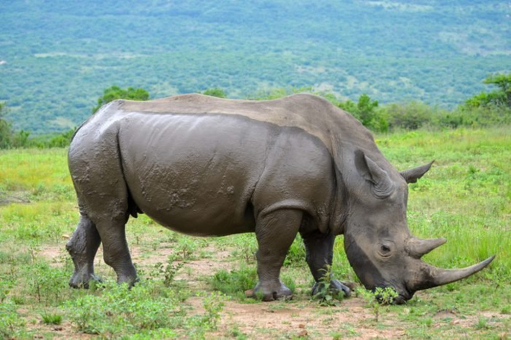 河马|一个有50厘米犬牙，一个有90厘米尖角，河马战犀牛谁胜率大？