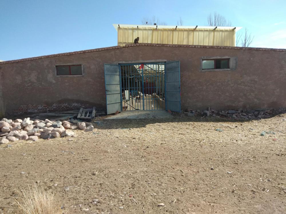 农村|养羊3年，欠款30万，农村散养户养羊为何债台高筑？