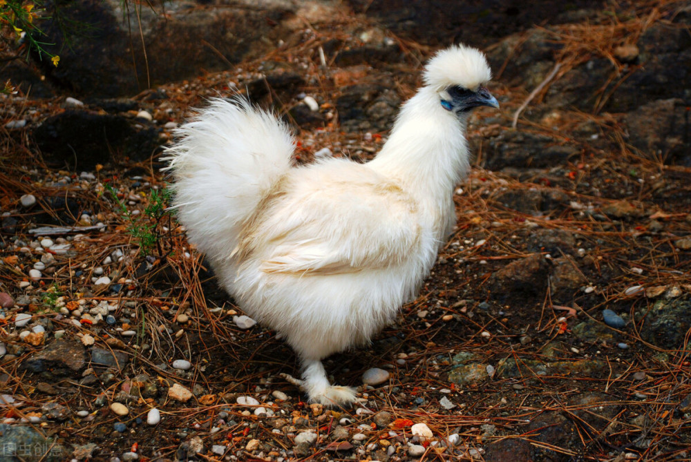 9个具有观赏性的鸡品种,你知道几种?_腾讯新闻