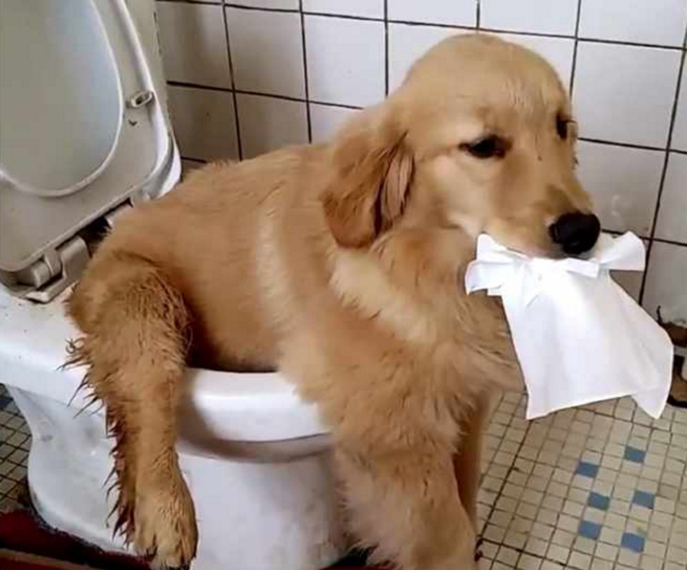 随手将金毛放在坐便器上看了忍不住吐槽怎么想的呀