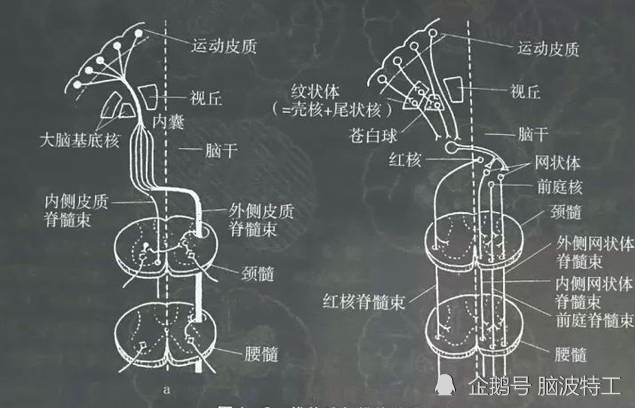 锥体系运动传导通路图片