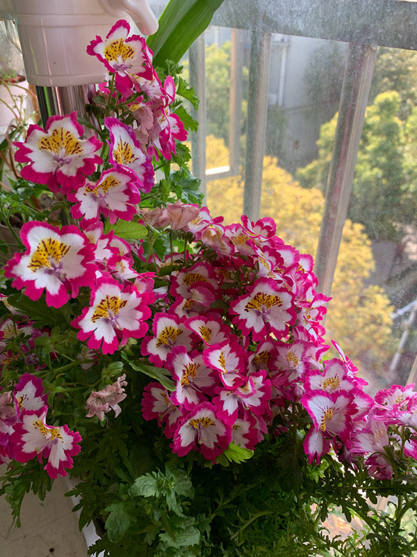 蛾蝶花新兴的阳台盆栽花卉花色艳丽开花勤快好养易打理