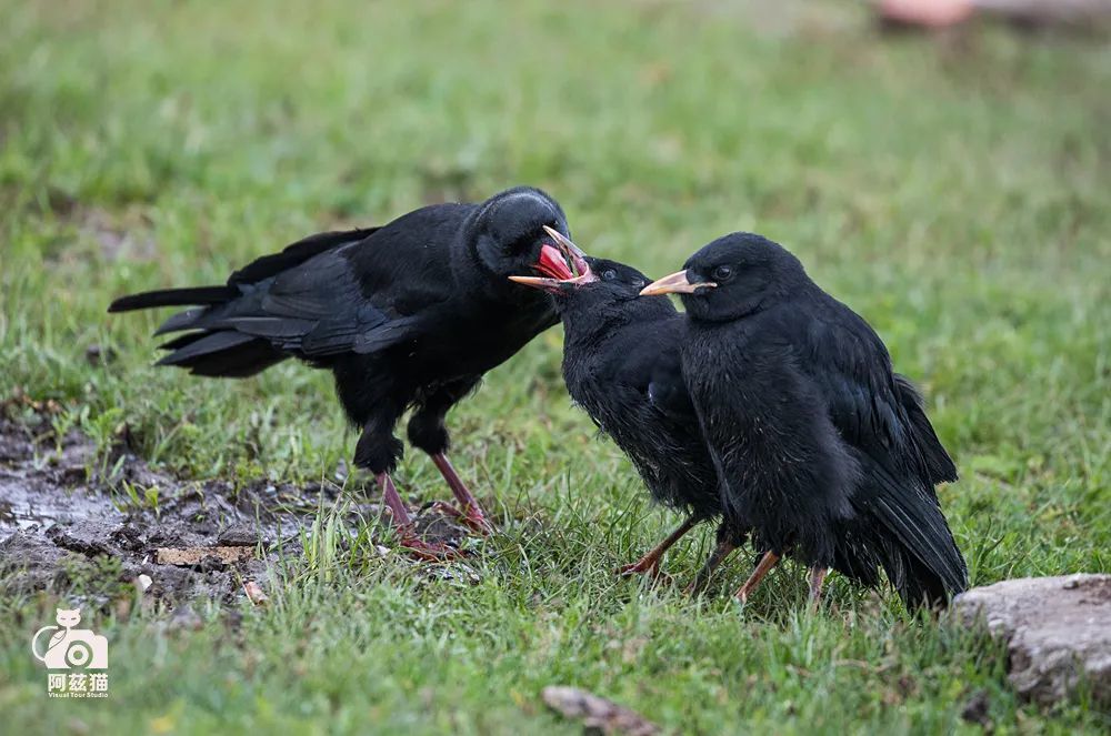 甘南玛曲县宁玛寺,草地上,两只嗷嗷待哺的红嘴山鸦雏鸟,围着亲鸟不停