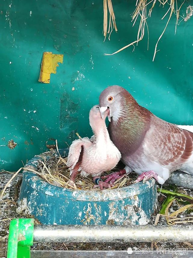 鸽子喂幼鸽时可以喂车前草煮的水吗?
